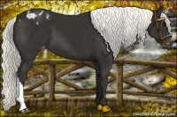 Horse Color:Liver Chestnut Mushroom Varnish 