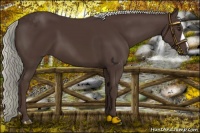 Horse Color:Liver Chestnut Mushroom 
