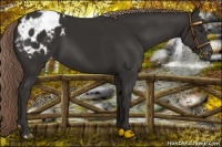 Horse Color:Liver Chestnut Appaloosa 