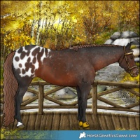 Horse Color:Liver Chestnut Appaloosa