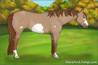 Horse Color:Red Dun Frame
