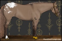 Horse Color:Liver Red Dun Appaloosa