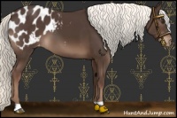 Horse Color:Liver Chestnut Mushroom Appaloosa