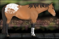 Horse Color:Bay Appaloosa 