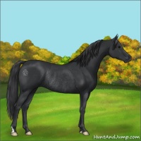 Horse Color:Black Rabicano 