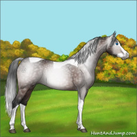 Horse Color:Gray Bay Splash Tobiano 