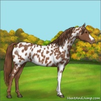 Horse Color:Chestnut Appaloosa 