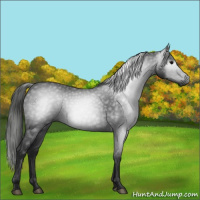 Horse Color:Gray Blue Roan 