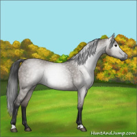 Horse Color:Gray Grullo 