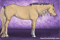 Horse Color:Palomino Dun Tobiano 