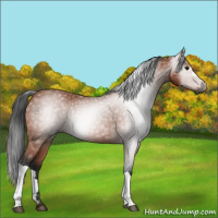 Horse Color:Gray Bay 