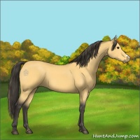 Horse Color:Buckskin 