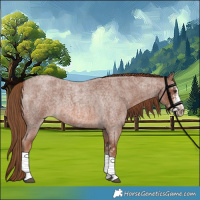 Horse Color:White Spotted Red Roan 