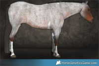 Horse Color:Gray Liver Red Roan Tobiano 