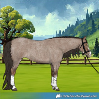 Horse Color:White Spotted Liver Red Dun Roan
