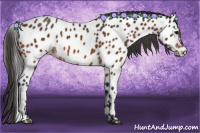 Horse Color:Bay Appaloosa 