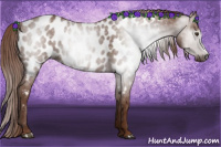 Horse Color:Gray Chestnut Appaloosa 
