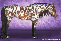 Horse Color:Bay Appaloosa 