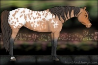 Horse Color:Bay Roan Appaloosa 