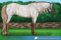 Horse Color:Chocolate Palomino Roan 
