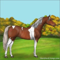 Horse Color:Silver Bay Tobiano Rabicano 