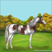 Horse Color:White Spotted Silver Brown Tobiano 