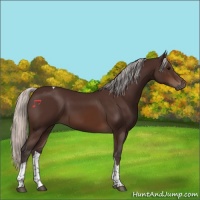 Horse Color:Silver Brown Tobiano 