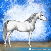 Horse Color:White Spotted Bay Splash  and White Spotted Bay Splash 