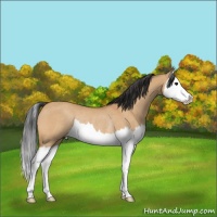 Horse Color:Bay Dun Splash Rabicano 
