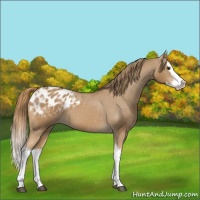 Horse Color:Chestnut Splash Appaloosa 