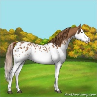 Horse Color:Chestnut Splash Appaloosa 