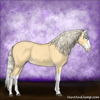 Horse Color:Palomino Dun Splash 