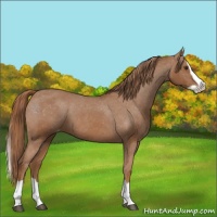 Horse Color:Chestnut Splash Appaloosa 