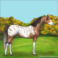 Horse Color:Bay Splash Appaloosa 