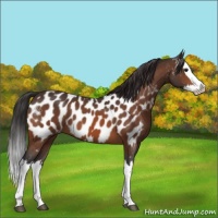 Horse Color:Bay Splash Appaloosa 