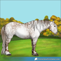 Horse Color:Gray Black Pearl Appaloosa  and Gray Black Pearl Appaloosa 