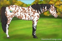 Horse Color:Bay Leopard 