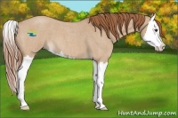 Horse Color:Red Dun Roan Splash