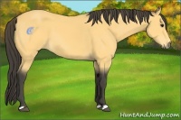 Horse Color:Buckskin 