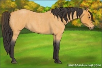 Horse Color:Buckskin Roan 
