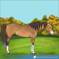 Horse Color:Buckskin Splash 