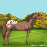 Horse Color:Red Roan Appaloosa 