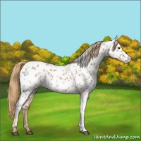 Horse Color:Red Roan Appaloosa 