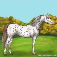 Horse Color:Red Roan Appaloosa 