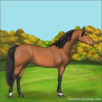 Horse Color:Bay 