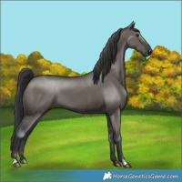 Horse Color:Grullo 