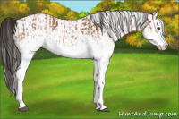 Horse Color:White Spotted Bay Roan Splash  and White Spotted Bay Roan Splash Rabicano 