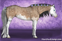 Horse Color:Bay Dun Splash  and Bay Dun Splash 