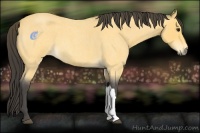 Horse Color:Buckskin Roan 