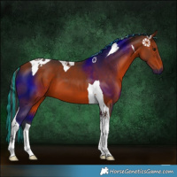 Horse Color:Painted Bay Tobiano 